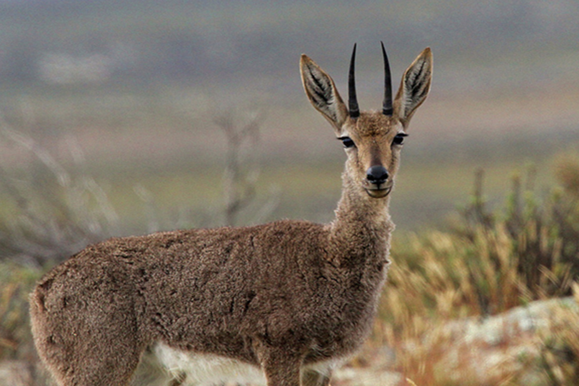 South African Red Wine Pace Future